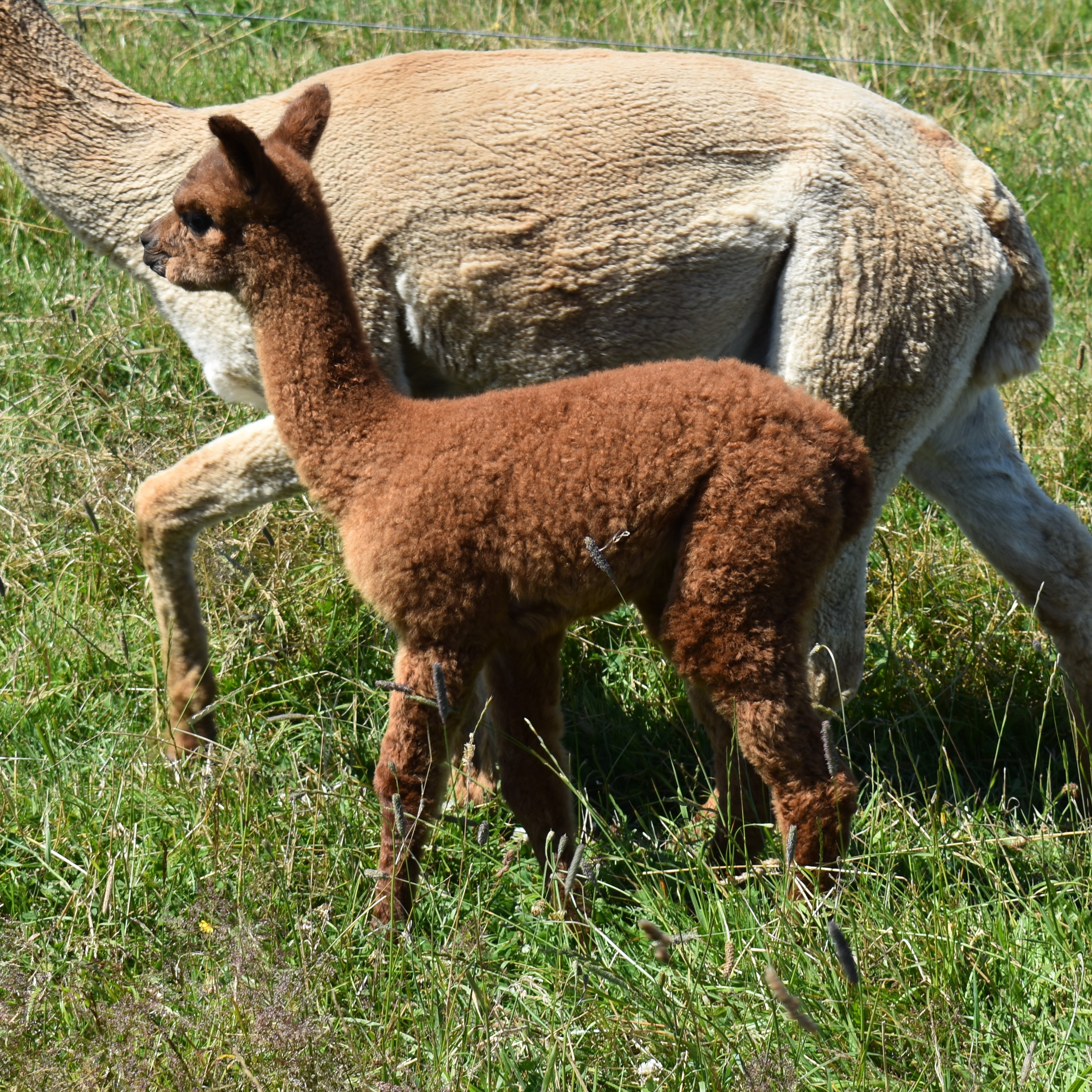 Alpaca